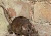 Tips For Natural Pest Control In The Home. Tips For Natural Pest Control In The Home.